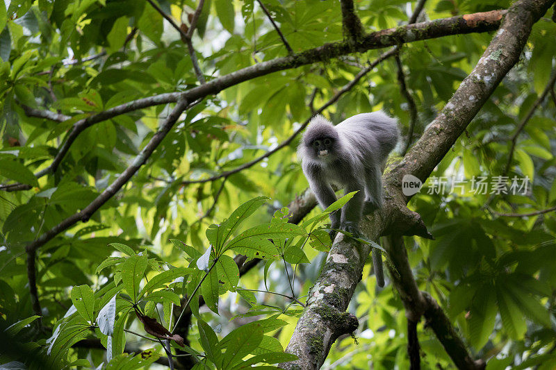 动物:成年黑叶猴(Trachypithecus obscurus)，又称眼镜叶猴，或眼镜叶猴。